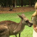Facts About Kangaroos That Can Amazes You