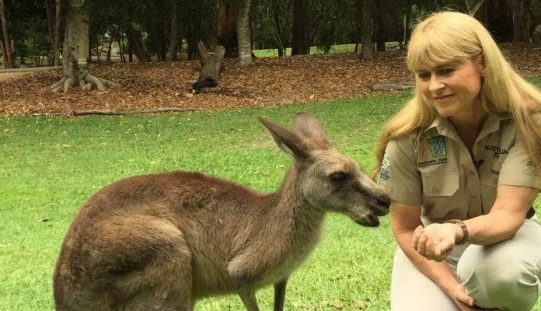 Facts About Kangaroos That Can Amazes You