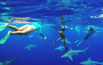 swimming with sharks in Hawaii